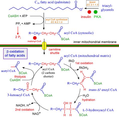 beta oxidation of unsaturated fatty acids|Oxidation of Unsaturated Fatty Acids .